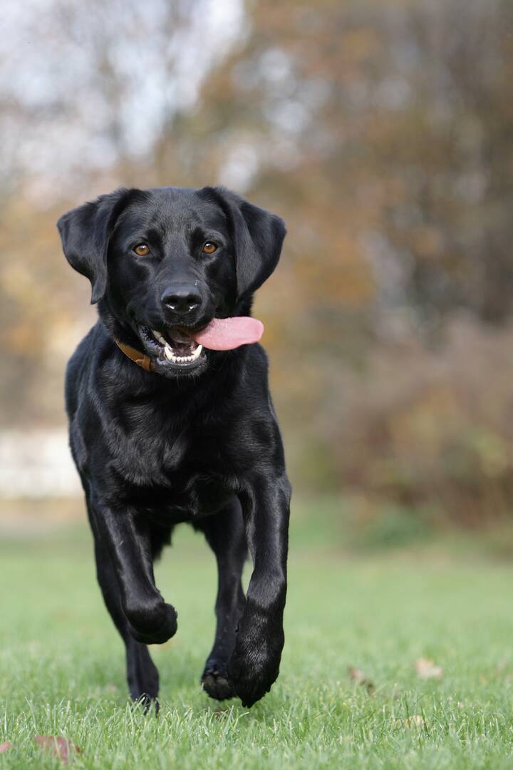 Veterinary Specialty & Emergency Care West - Open 24 Hours