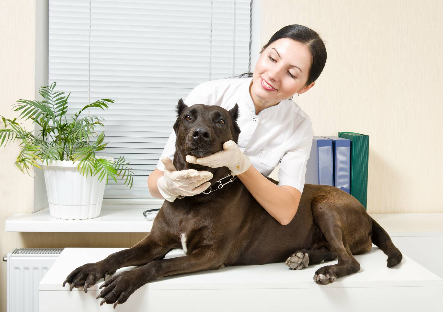 Noah's Animal Hospital North & Urgent Care