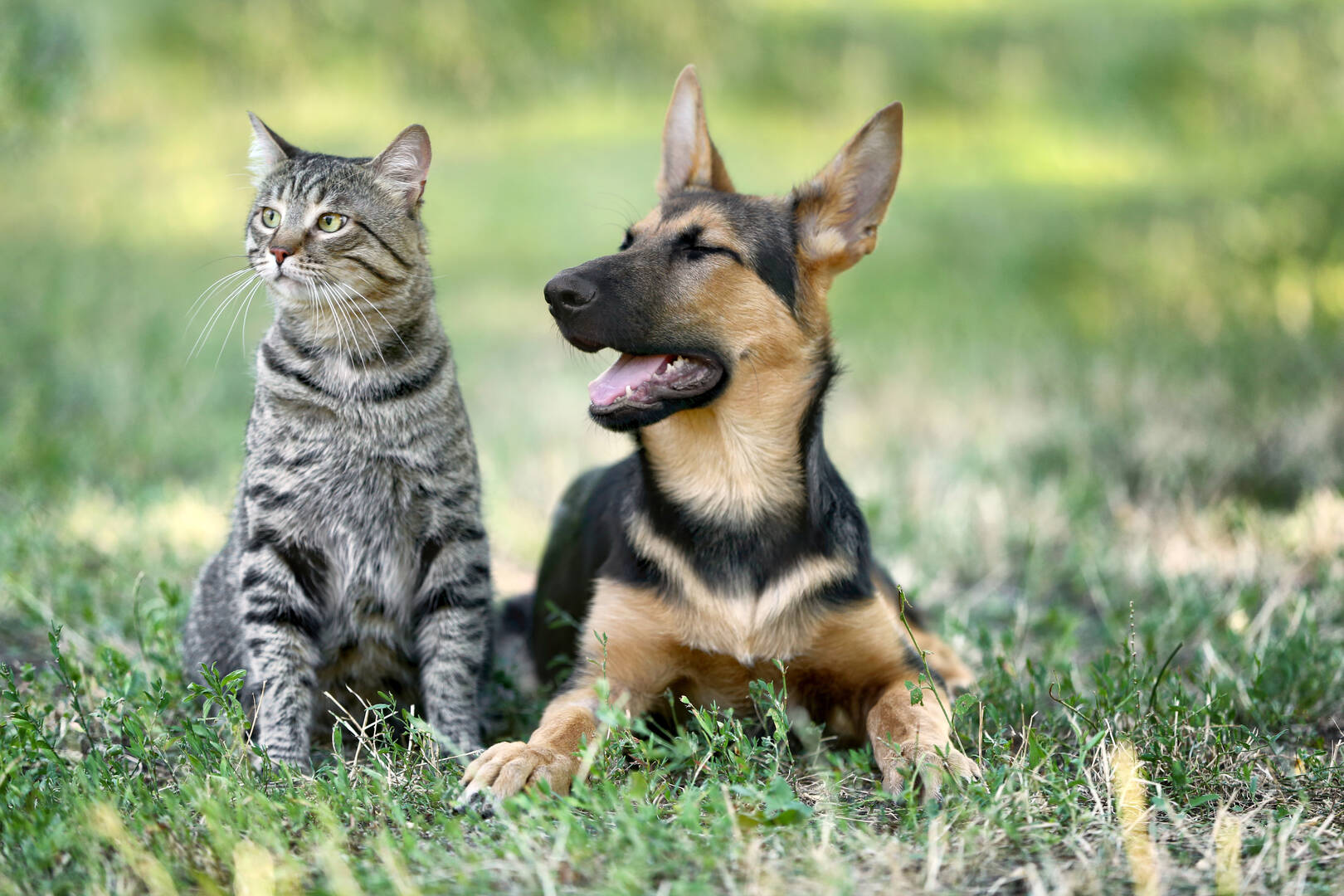 Murrells Inlet Veterinary Hospital